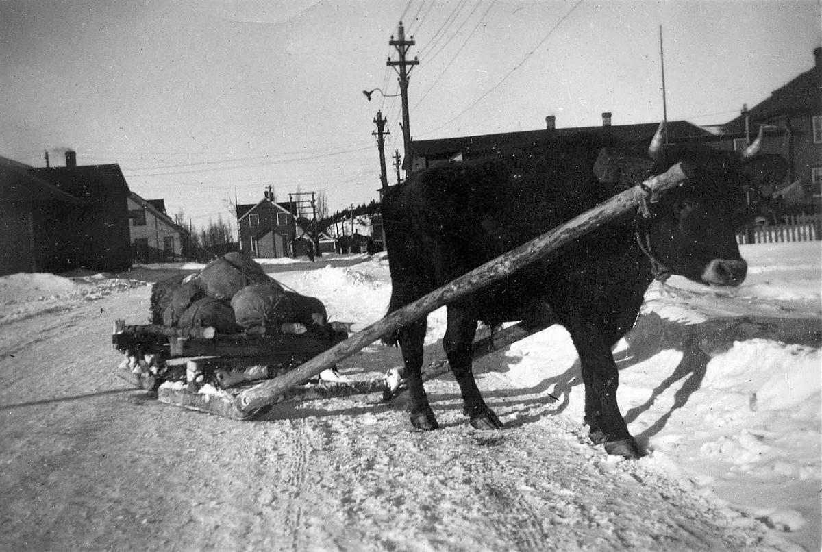 Ox and sled.