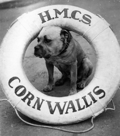 cornwallis bulldog mascot