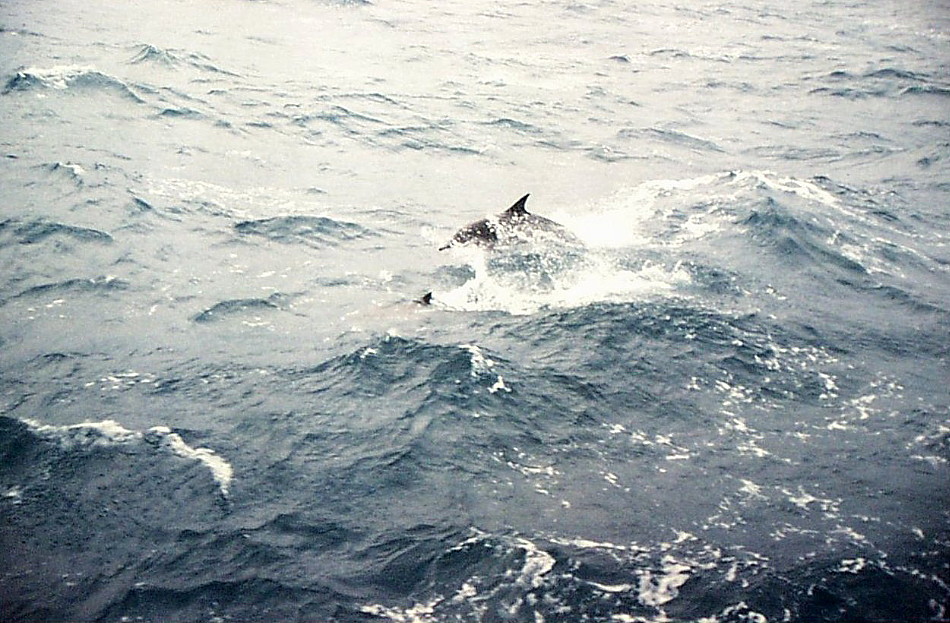 Royal Canadian Navy : HMCS Margaree, NATO Exercises, 1977.